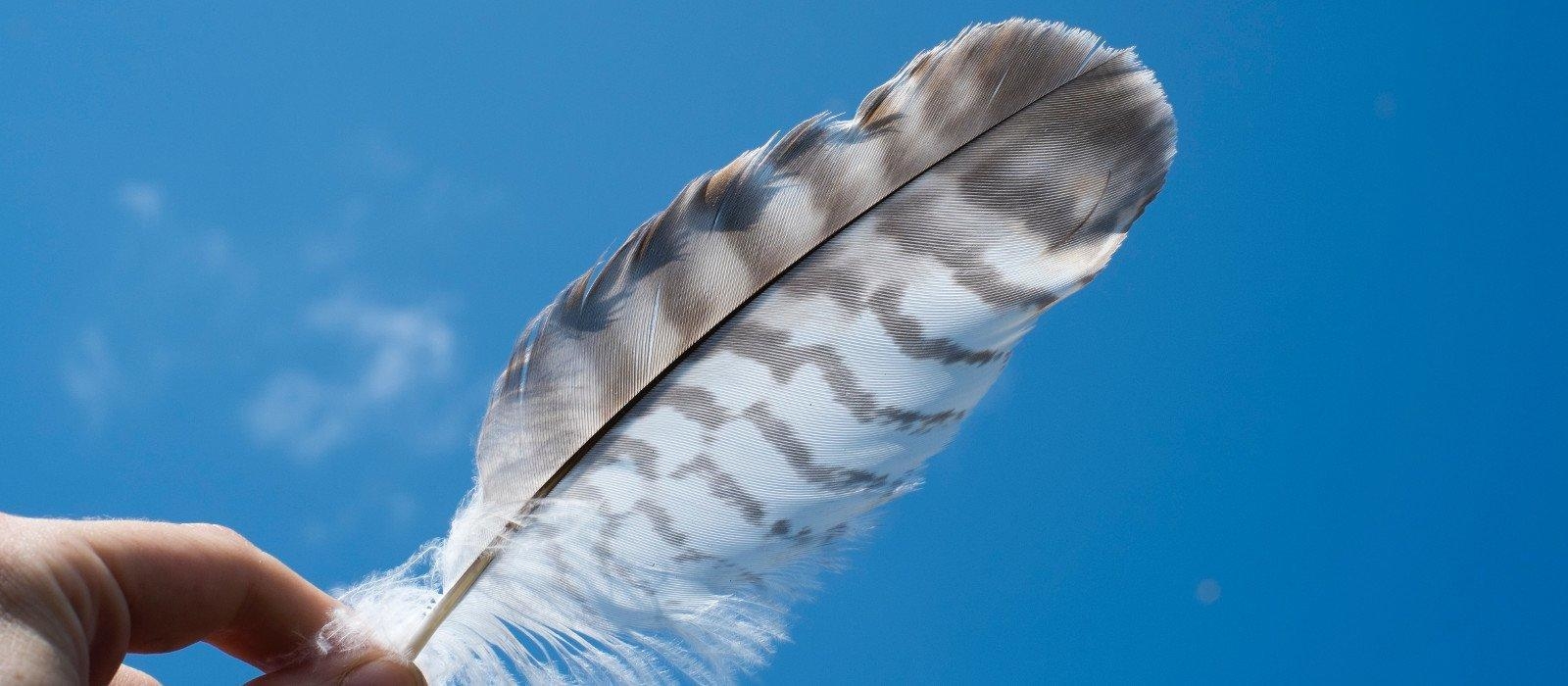 Feather