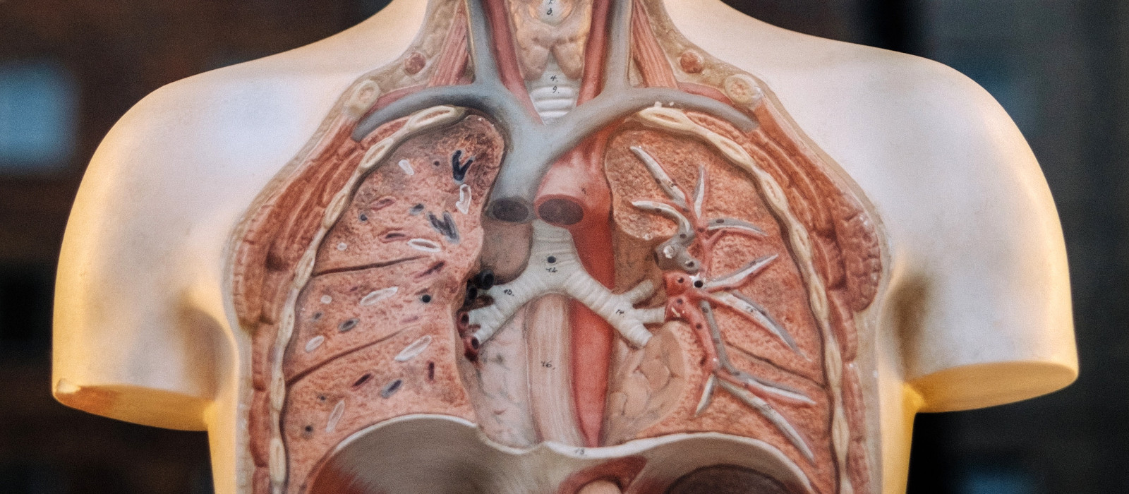 Lungs2