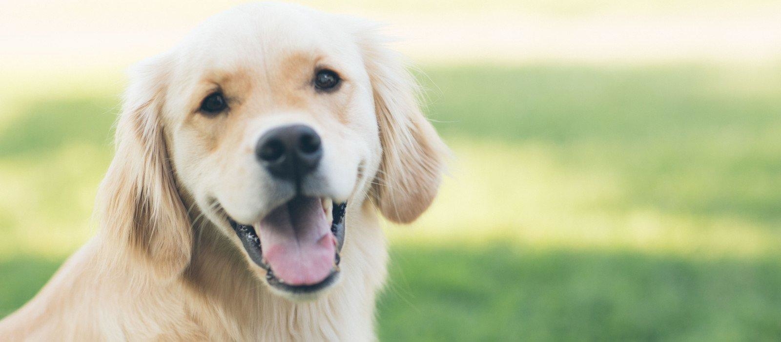 Puppy