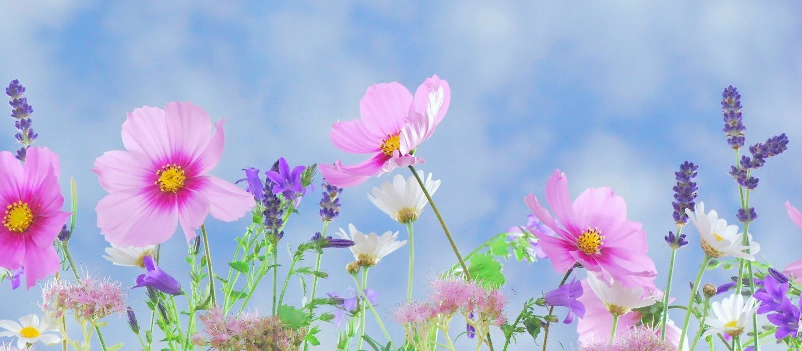 Springflowers