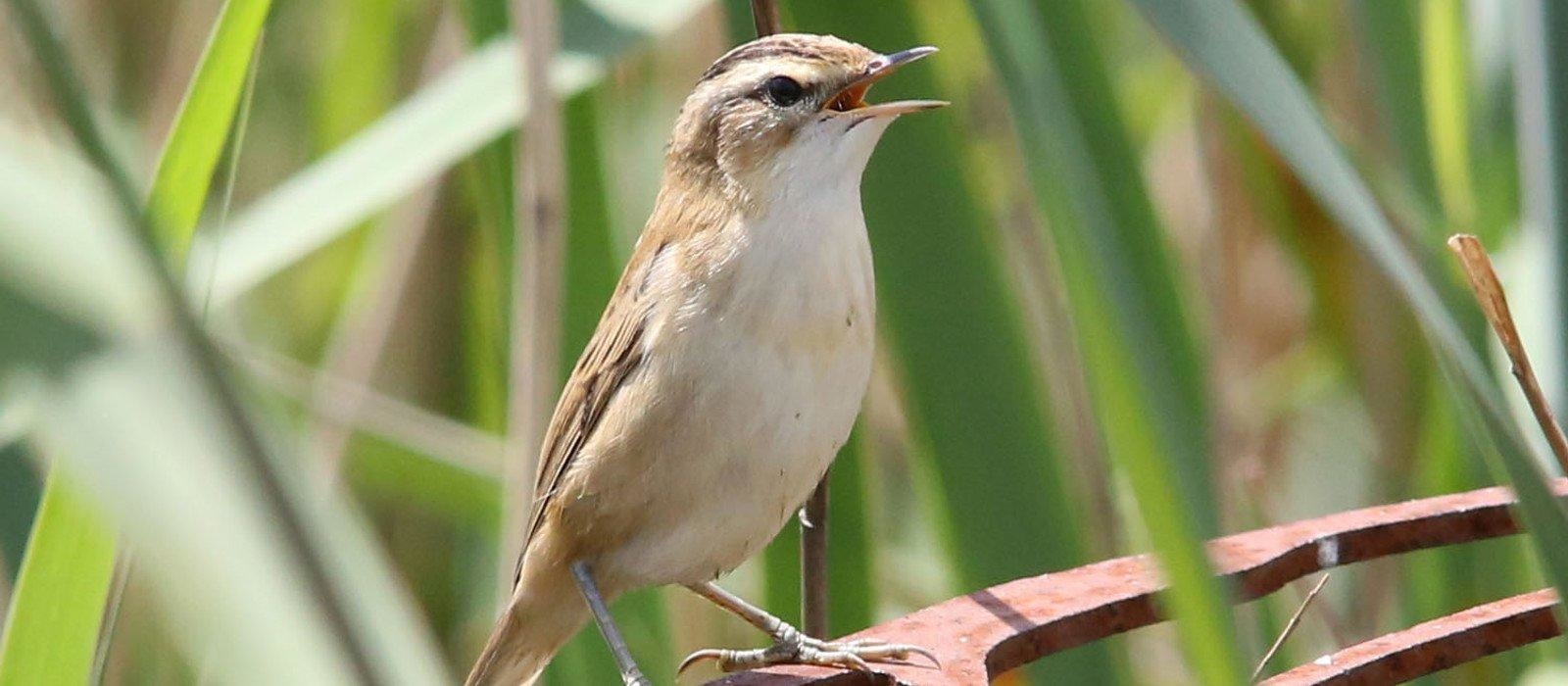 Warbler